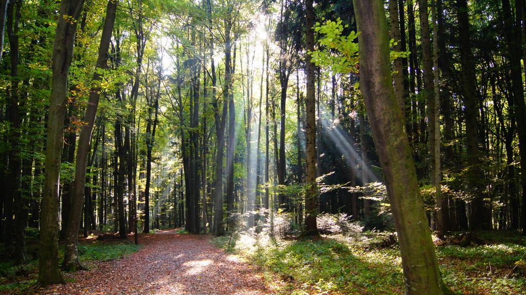 Landgasthof Hirschen Хоэнемс Экстерьер фото